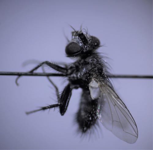 Phryxe vulgaris